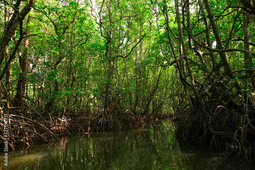 The abundant mangrove forest of the mangrove forest in Thailand
