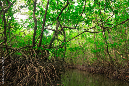 Beautiful scenery and lush green trees in the mangrove forest of Thailand