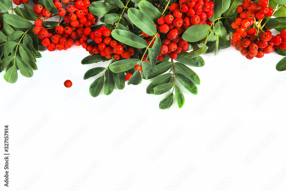 Border of red rowan berries and leaves with drops isolated on white background. Flat lay, space for text Border of red rowan berries and leaves with drops isolated on white background. Flat lay, space for text