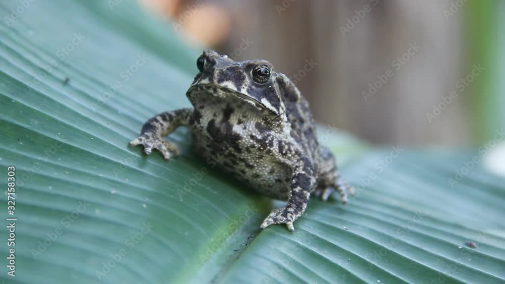 Evergreen Toad Ferguson's toad (Bufo fergusonii) in past Schneider's (dwarf) toad ...