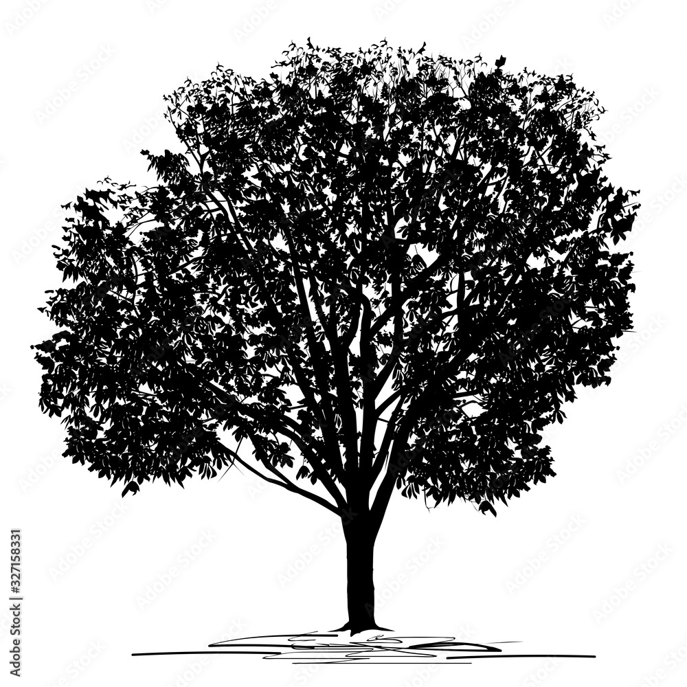 Fototapeta premium Silhouette of a chestnut (Castanea L.) tree with foliage in summer