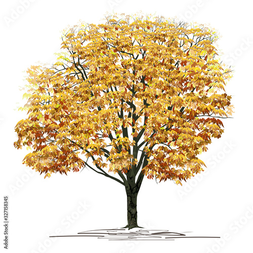 Chestnut (Castanea L.) tree with yellow foliage in autumn