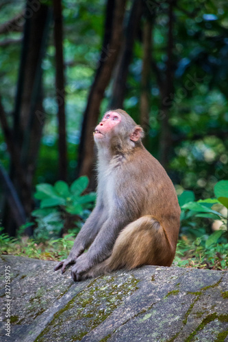 Wild monkey in countryside of Hong Kong