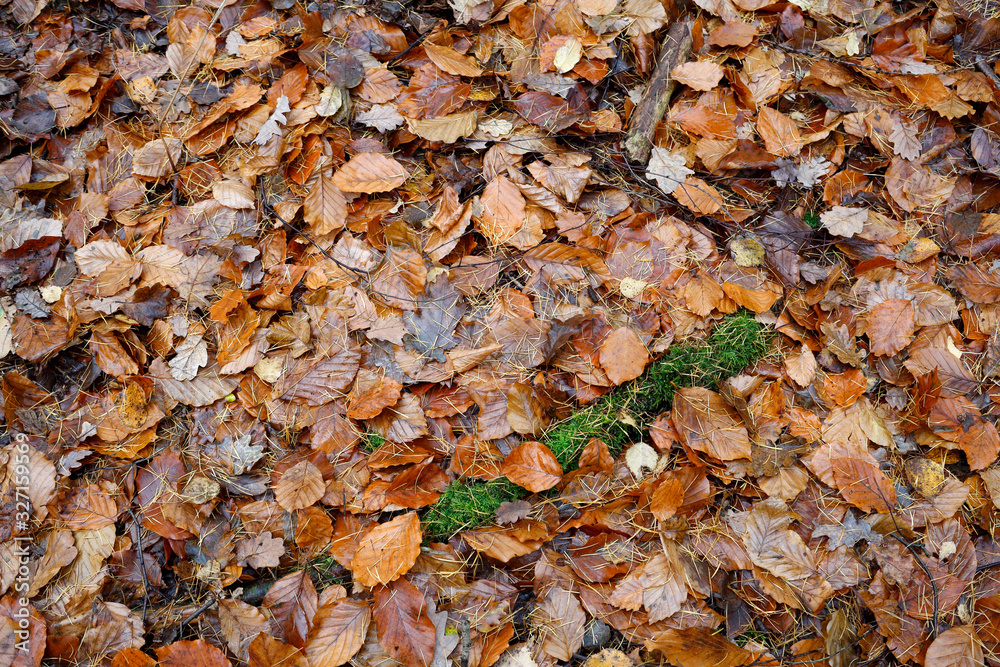 Fallen autumn leaves and rotting wood on the ground
