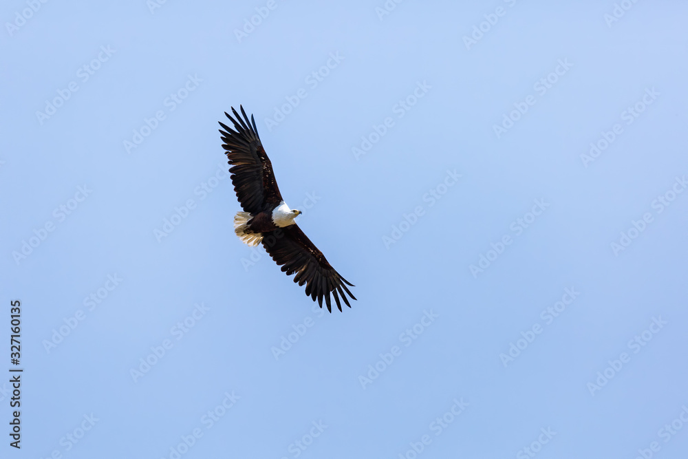 Obraz premium African Fish Eagle