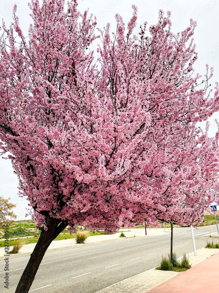 Naklejka premium Arbol rosa 