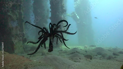 Floating sea Lily. Fascinating underwater dives off the Philippine Islands.