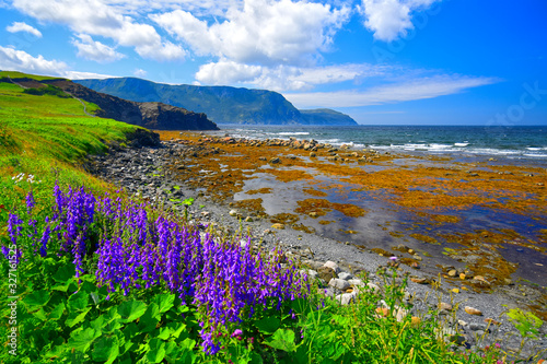 Fotografie Purple harebell (Campanula sp