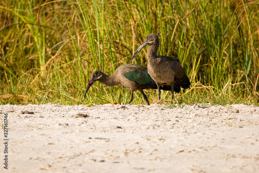 Obraz premium Glossy Ibis