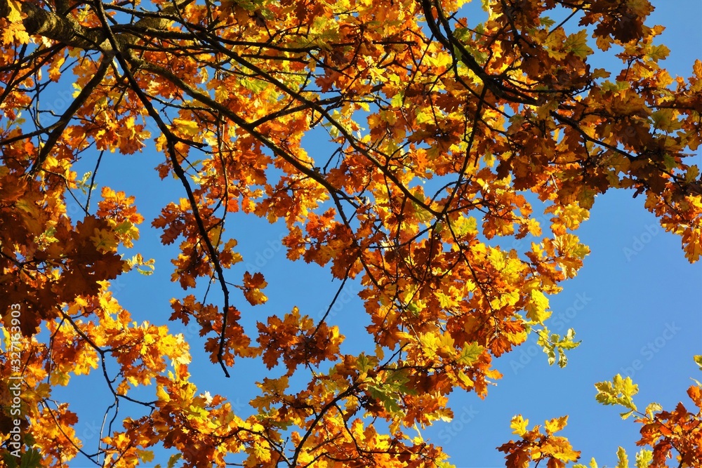 autumn leaves on tree