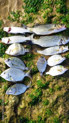 FISH. BOUZNIKA BEACH photo