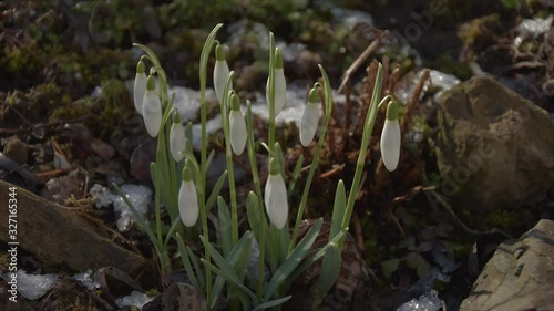 Melting snow around snowdrops in spring. Time lapse. Snow disappearing around flowers. 4K video