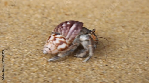 Hermit or diogenes crab in a beautiful gastropod shell as dwelling with water. Posibly from genus Coenobita photo