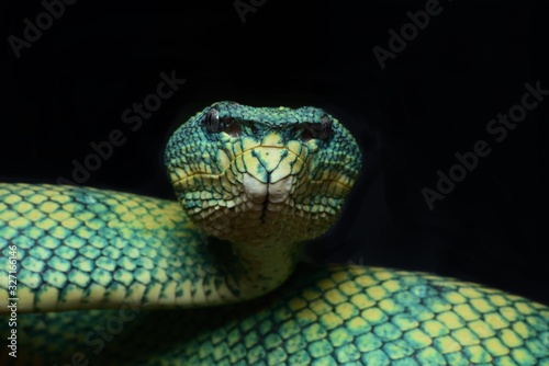 Foto viper snake animal wild colorfull