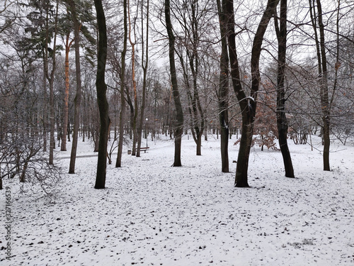Trees in the snow in the park. Winter in Ukraine, Kiev