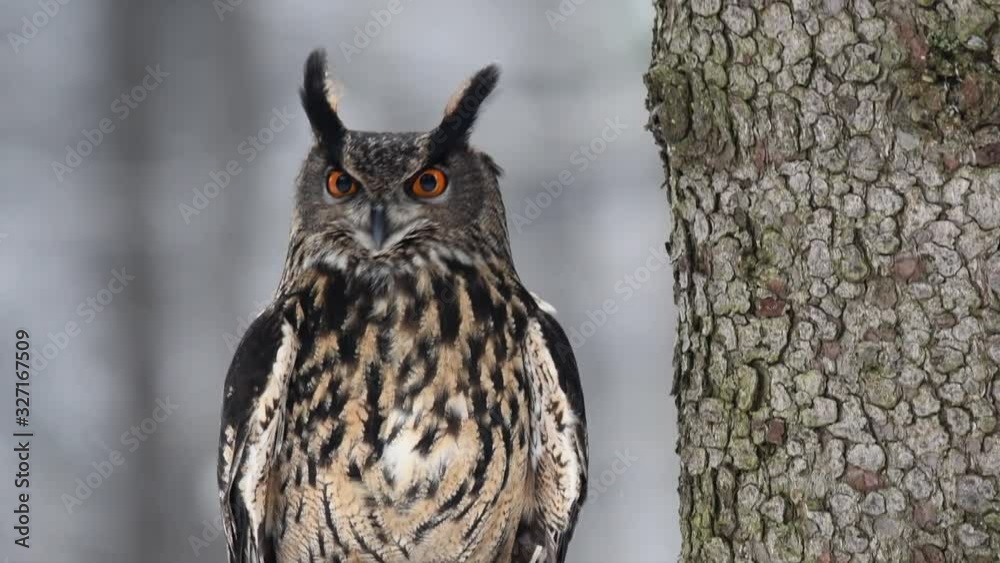 Eurasian Eagle Owl (Bubo Bubo) sitting on a branch and looking around. Eurasian Eagle Owl (Bubo Bubo) sitting on a branch and looking around.