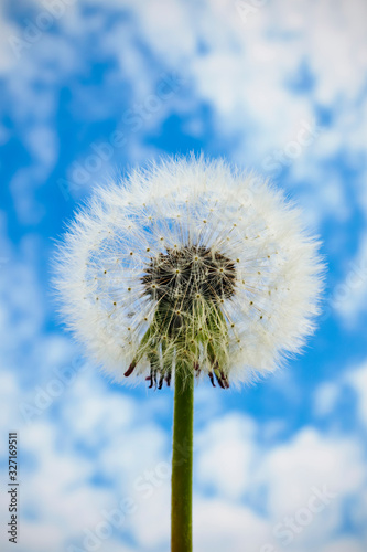 Fototapeta Naklejka Na Ścianę i Meble -  White dandelion seed head on cloudy sky background, selective focus.