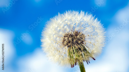 Close-up of dandelion seed head on blue sky background  selective focus  copy space.