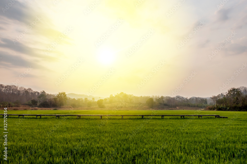The green rice field landscape photo with the light flare in the morning or evening in the rainy season. 