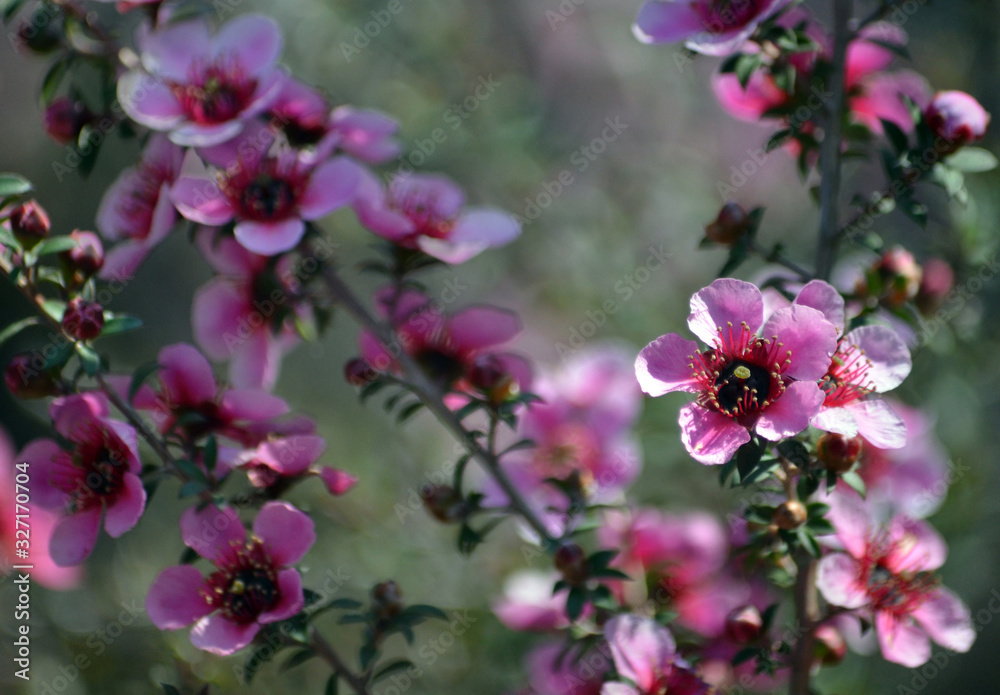 Beautiful Australian native pink tea tree flowers, Leptospermum scoparium, family Myrtaceae. Endemic to south eastern Australia in NSW, Victoria and Tasmania. Beautiful Australian native pink tea tree flowers, Leptospermum scoparium, family Myrtaceae. Endemic to south eastern Australia in NSW, Victoria and Tasmania.