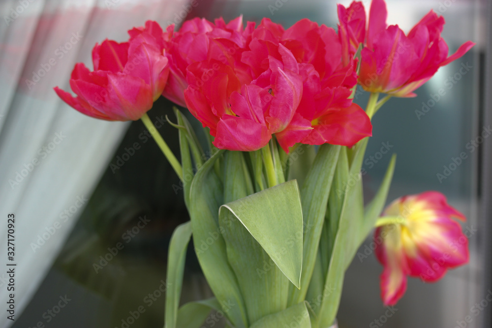 Obraz premium Bouquet of pink tulips, flower petals in spring.