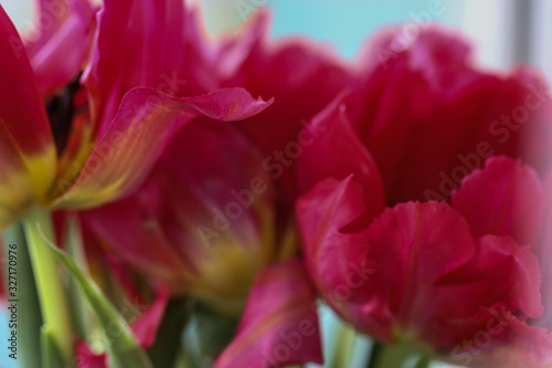 Bouquet of pink tulips  flower petals in spring.