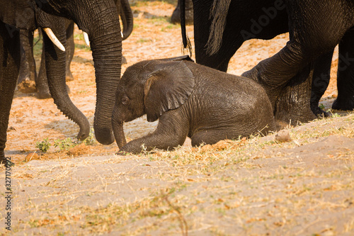 Elefant photo