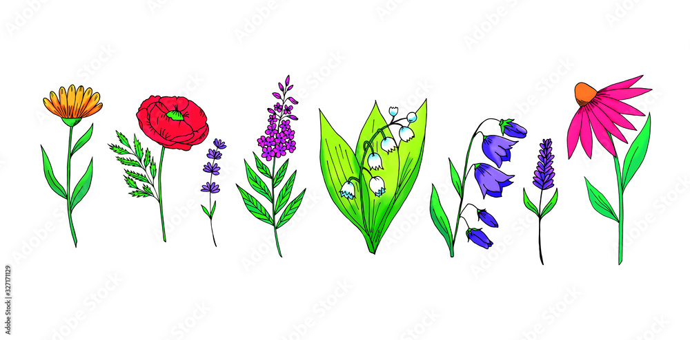 Set of colorful wild flowers 