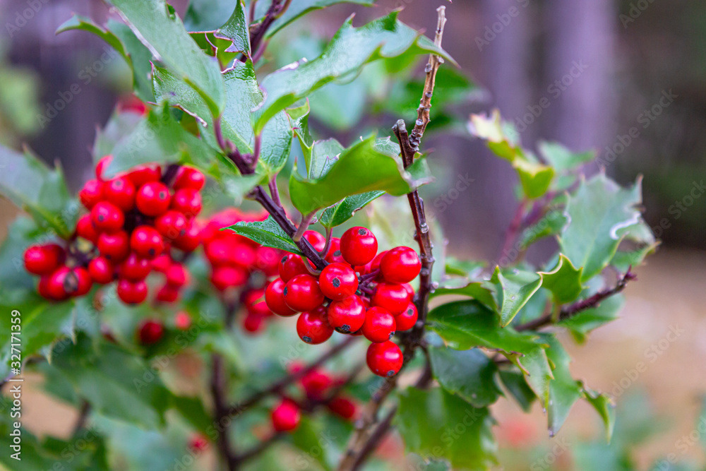 Holly bush with green leaves and red berries found in Lysefjord, Norway.