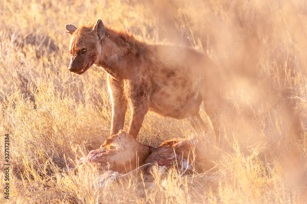 Close-up of a spotted Hyena - Crocuta crocuta- with a prey, seen during the golden hour of sunset in Etosha national Park, Namibia. Close-up of a spotted Hyena - Crocuta crocuta- with a prey, seen during the golden hour of sunset in Etosha national Park, Namibia.