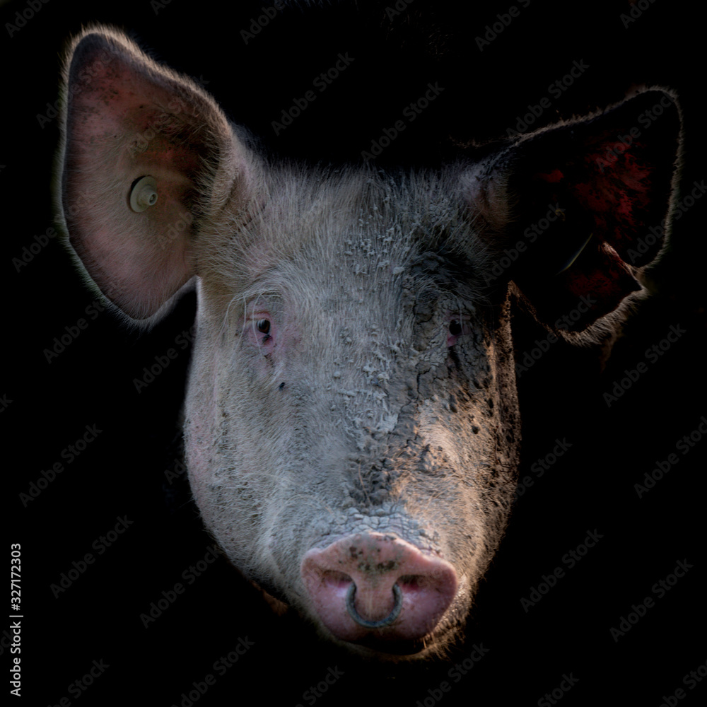 Tete de cochon Stock Photo Adobe Stock