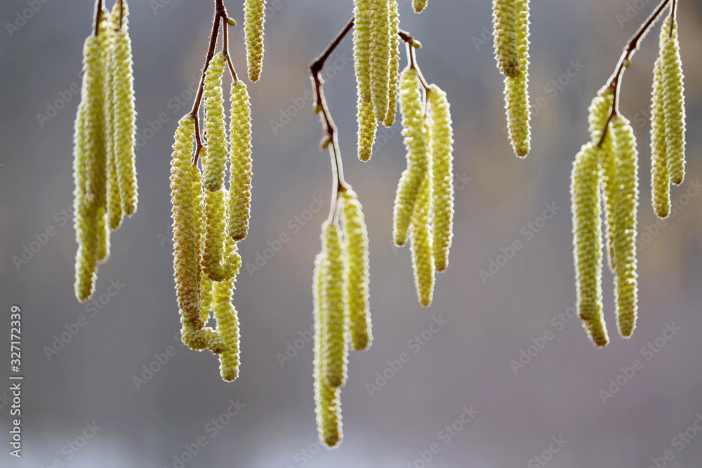 Fototapeta premium Hazel catkins on a branch in sunlight close-up. Forest in early spring