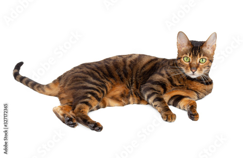 Adult Toyger cat isolated on white