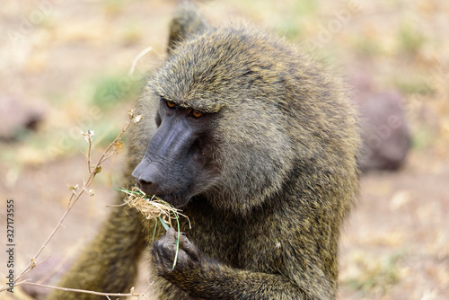 Portrait of an adult Olive baboon (Papio anubis)