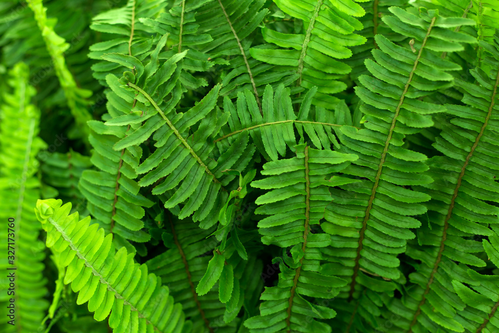 Obraz premium Fern green leaves foliage. Tropic background.