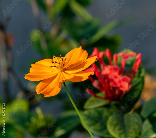 butterfly on flower
