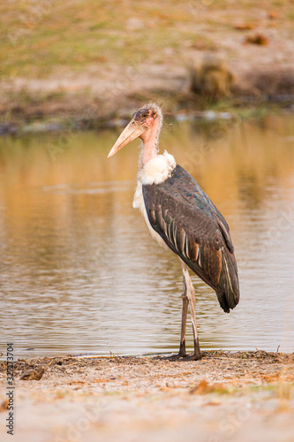 Marabu photo