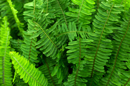 Fern green leaves foliage. Tropic background.