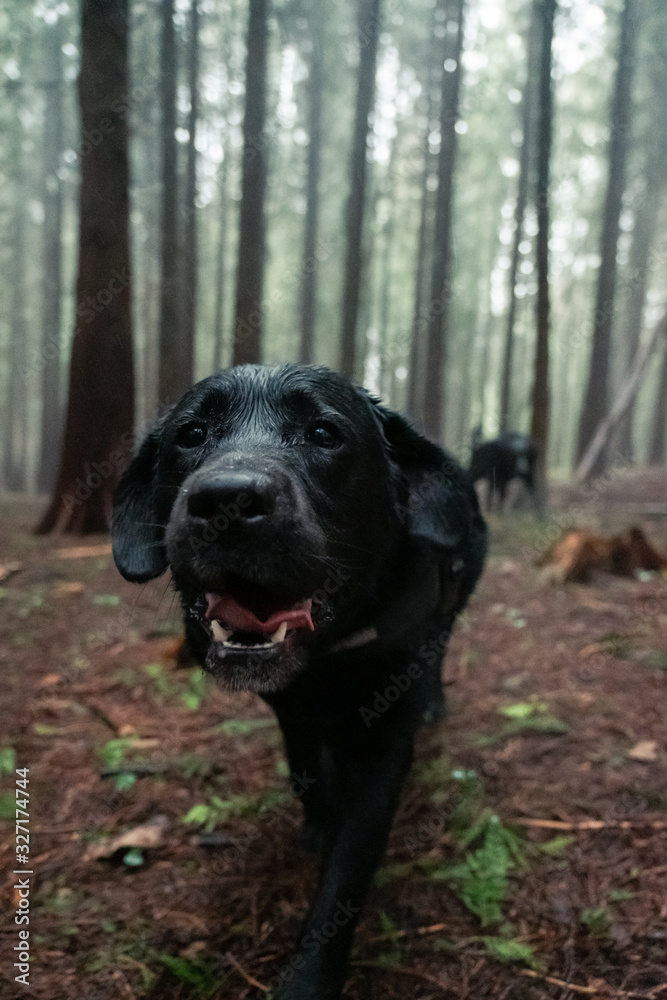 Dog smiling at the camera in the woods