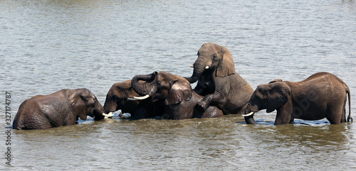 Photography Young male elephants playing in a pool in Sabi Sands Game Reserve, South Africa