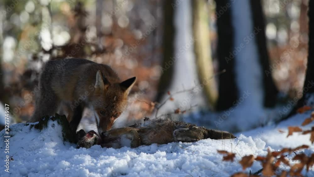 The red fox (Vulpes Vulpes) eats a hare she caught in the forest The red fox (Vulpes Vulpes) eats a hare she caught in the forest