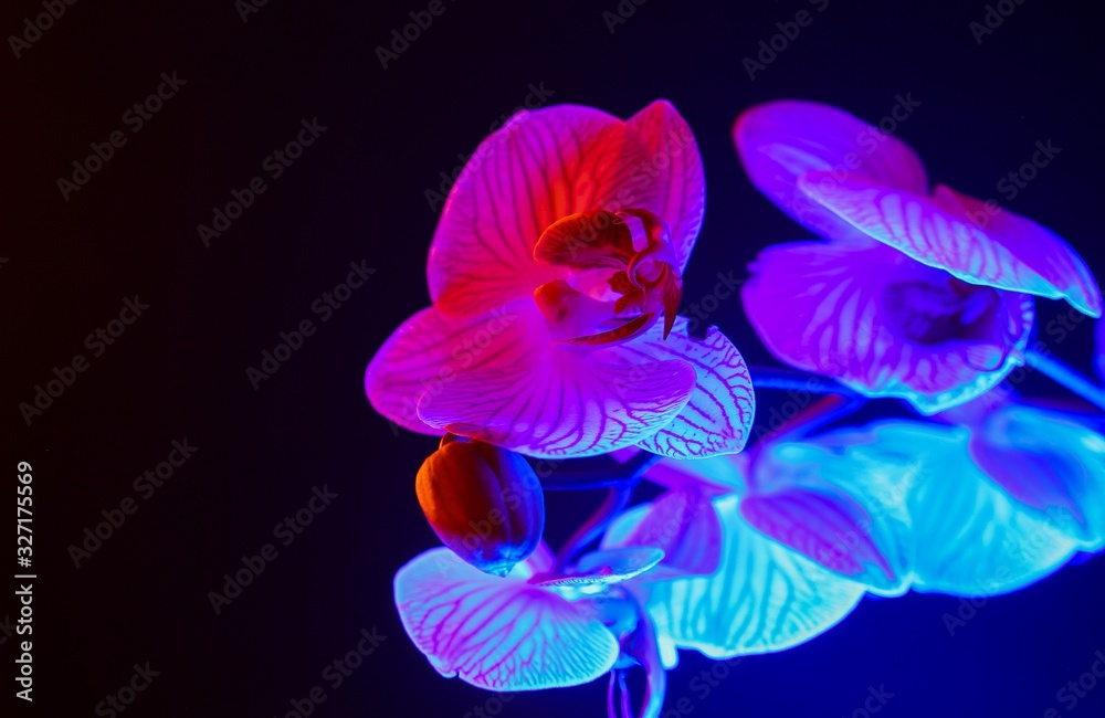 Studio shot of isolated orchid: white and pink flower blossom illuminated by blue artificial light Studio shot of isolated orchid: white and pink flower blossom illuminated by blue artificial light