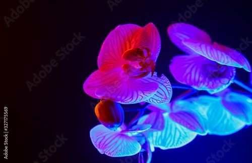 Studio shot of isolated orchid: white and pink flower blossom illuminated by blue artificial light