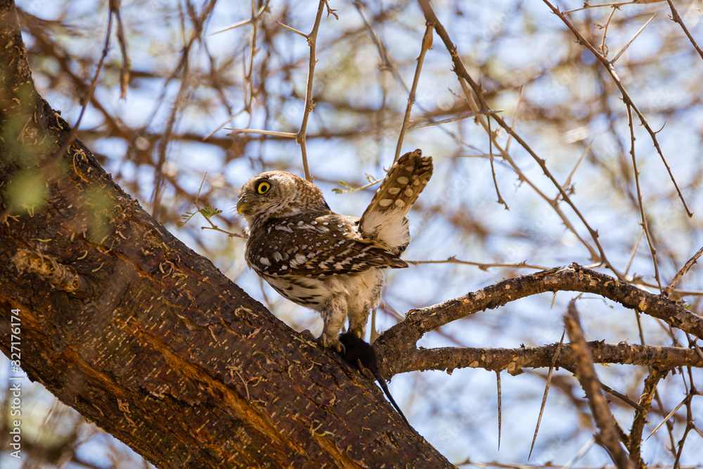 African barred owlet African barred owlet