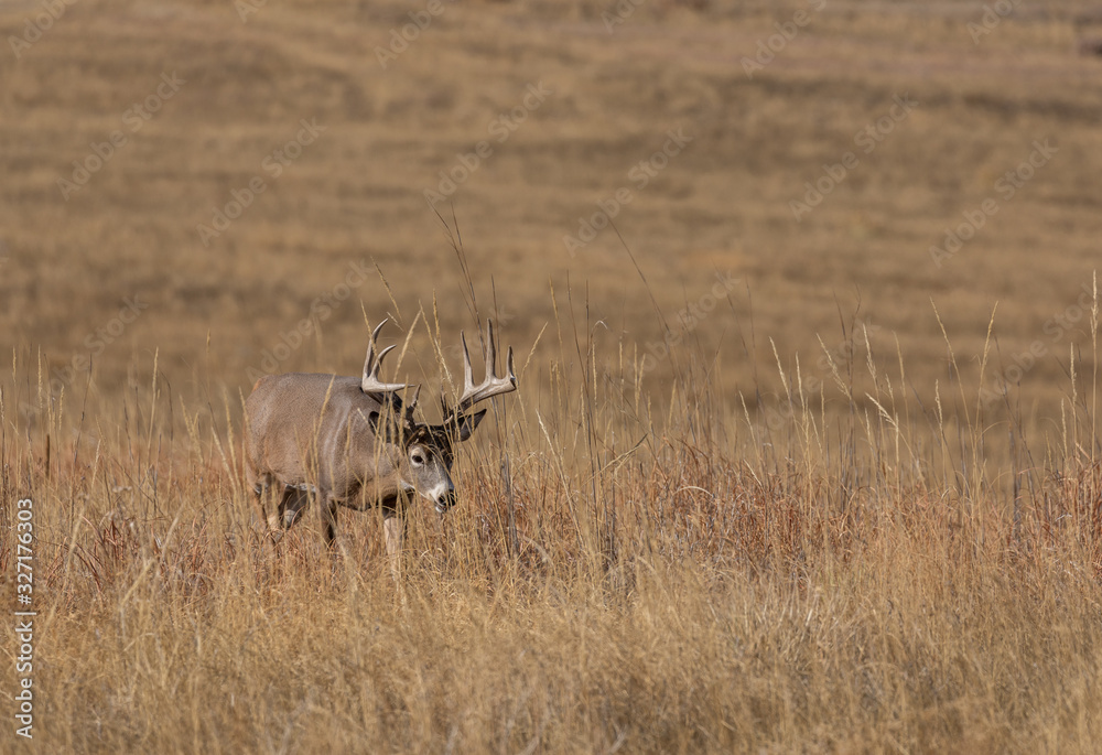 Buck Whitetail Deer in the Rut in Colorado in Autumn Buck Whitetail Deer in the Rut in Colorado in Autumn