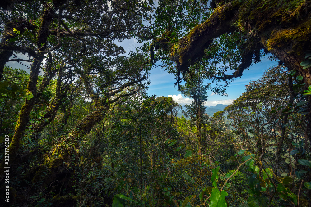 Fototapeta premium View of mountain forest at Mount Berinchang, Malaysia 