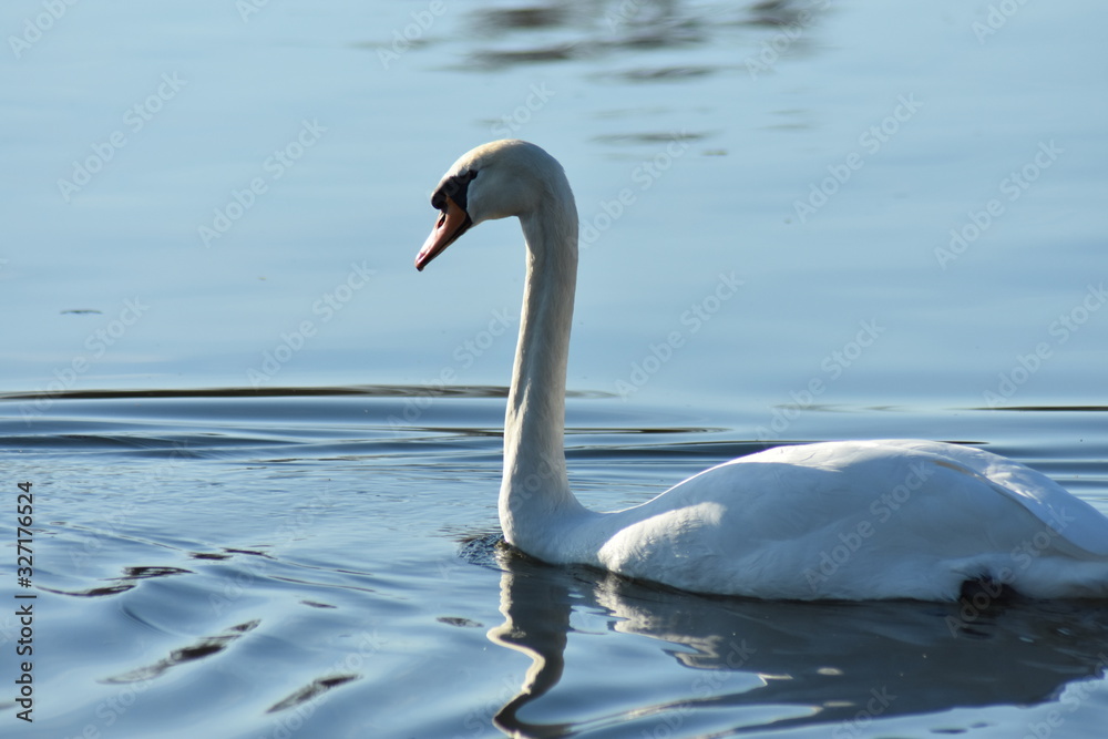 Obraz premium Natur, Tiere