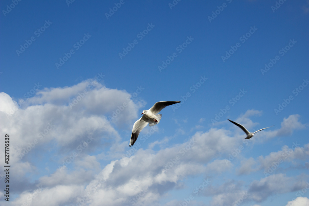 seagull in flight