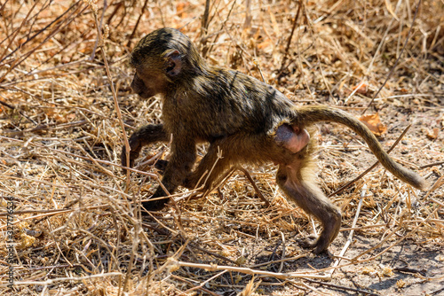 Escaping baby Olive baboon (Papio anubis)