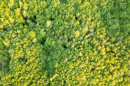 Top view of green forest on sunny spring or summer day. Drone photography, abstract background.